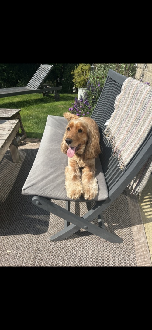 Belle's dog Pip in the garden